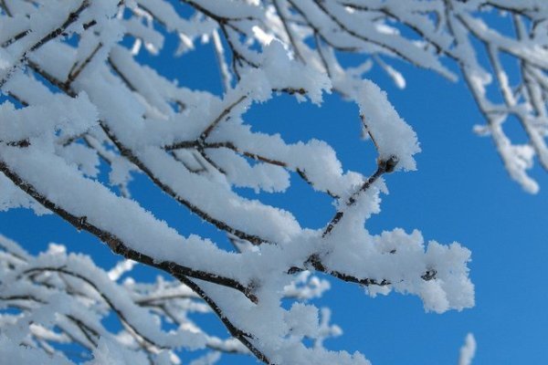 image: Snow laden branch (By Lanbullock68; Flickr.com; Creative Commons)